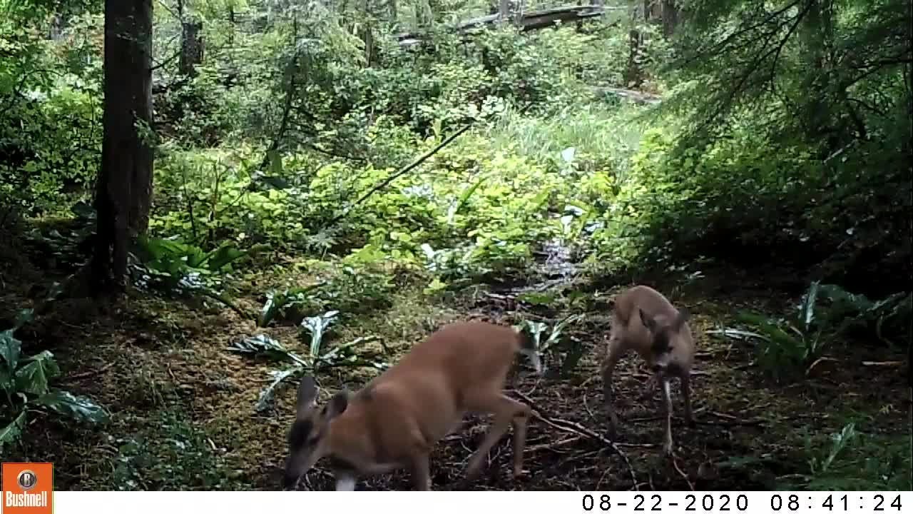 Doe and fawn vocalizations