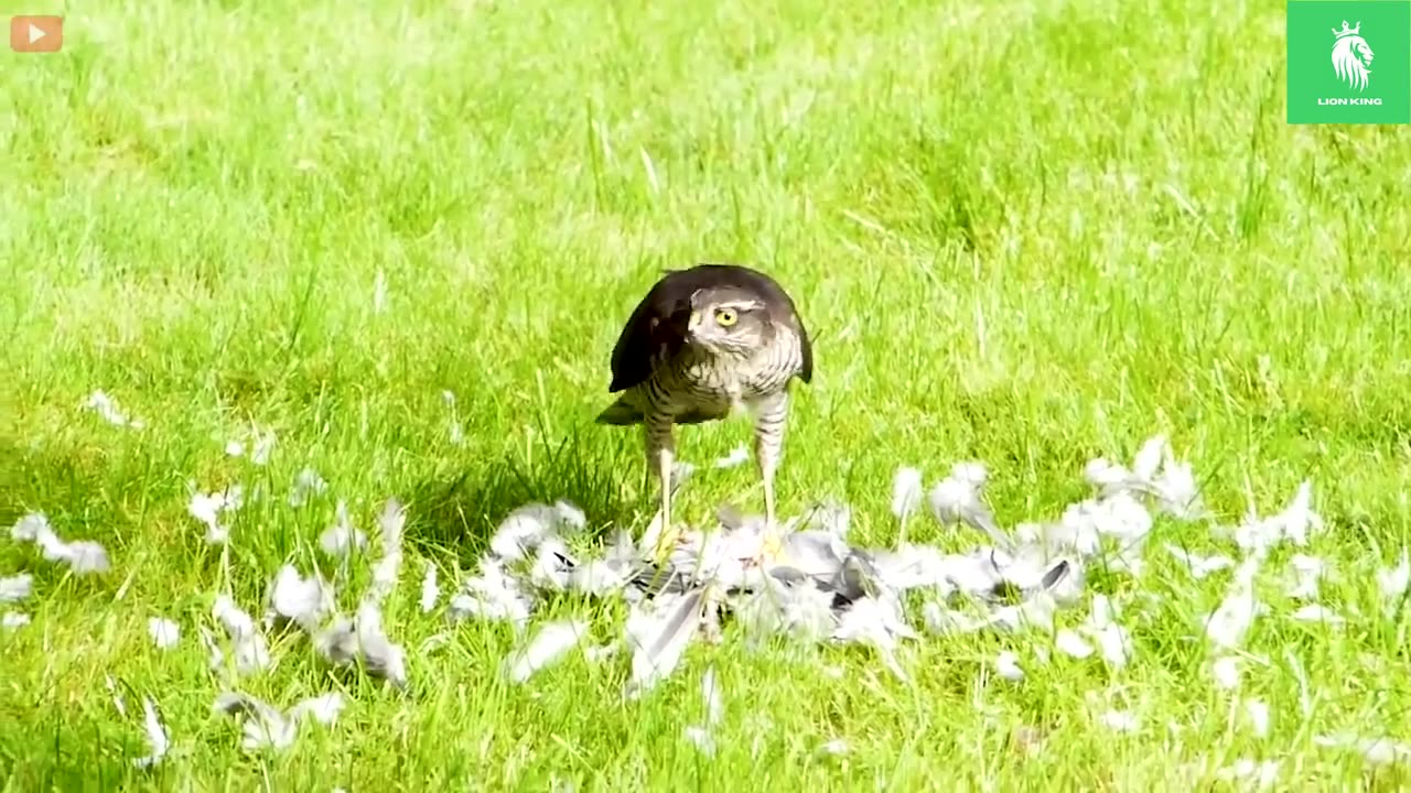 30 Terrifying Moments Of Big Beaks Hunting Animals