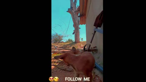 My 🐕 dog video #💔🙀🙀