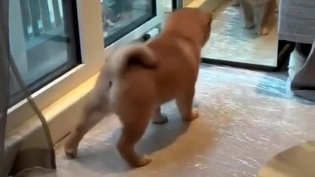 313_Puppy sees himself in the mirror for the first time.🥰#puppy #