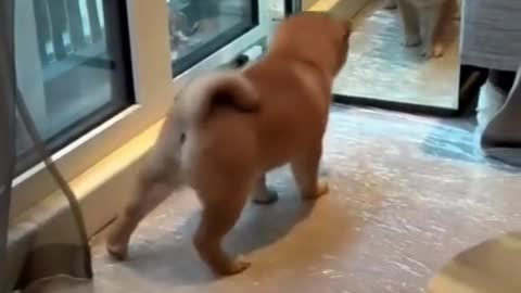 313_Puppy sees himself in the mirror for the first time.🥰#puppy #