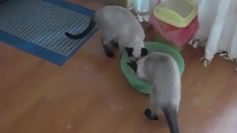 Teach your cat how to use the toilet