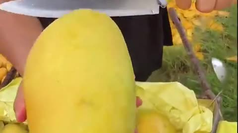 Lots of fresh mangoes