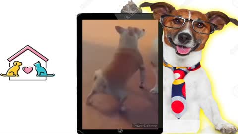 FUNNY ANIMALS Compilation - ANIMAIS ENGRAÇADOS 2022