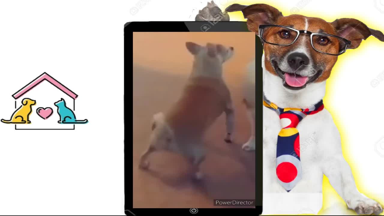FUNNY ANIMALS Compilation - ANIMAIS ENGRAÇADOS 2022