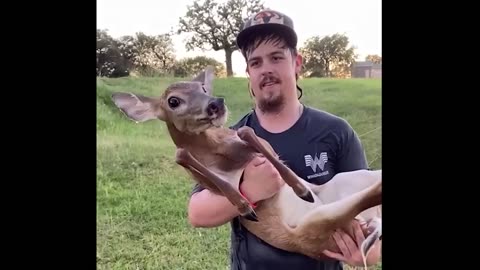 Funniest Animal videos