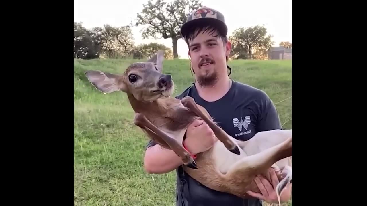 Funniest Animal videos