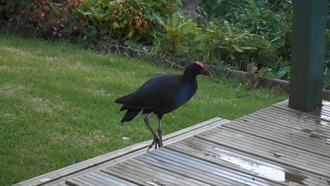 Winnie The Pukeko...