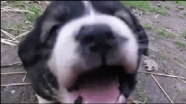 Gif video of dog licking the camera