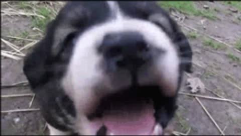 Gif video of dog licking the camera