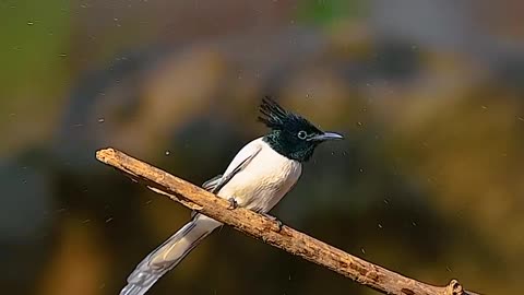 Beautiful bird