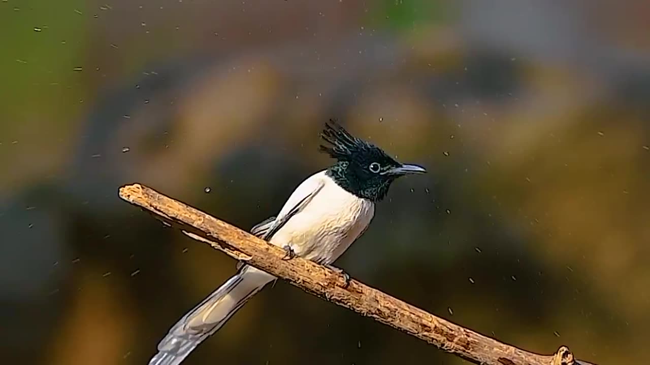 Beautiful bird