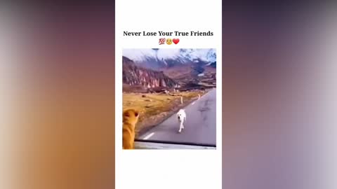 funny animal videos compilation tiktok 2022