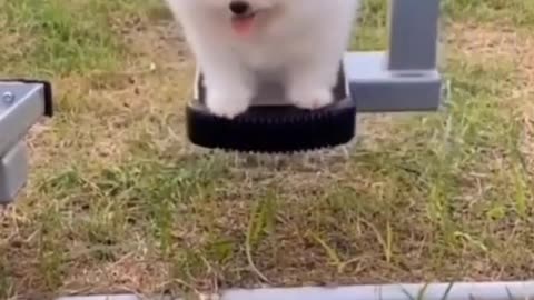Cute Puppy