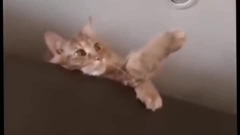 Best Funny Animal Videos Of The 2022 🤣