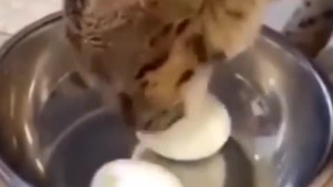 Look at all these funny cat memes