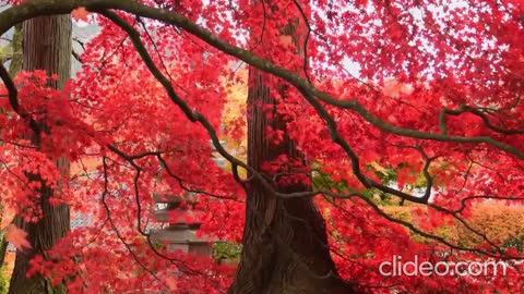 A Calming Nature Video with Soothing Piano Music