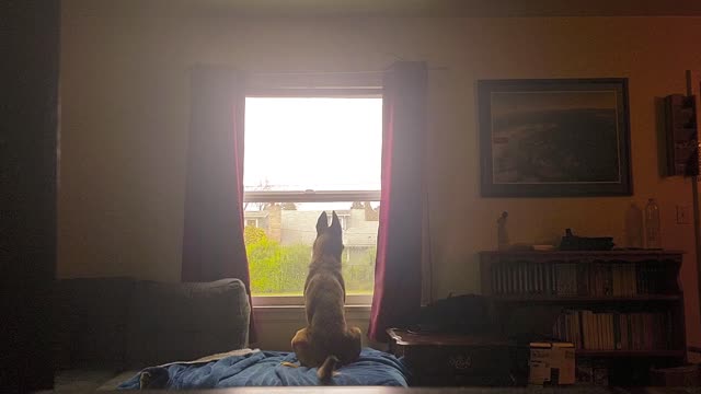 Belgian Malinois