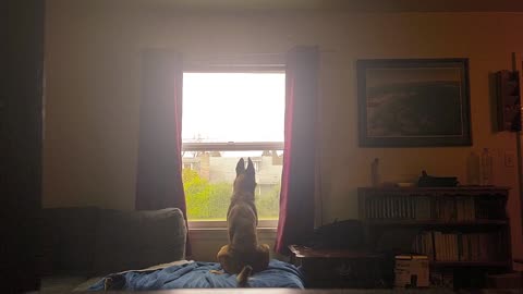 Belgian Malinois