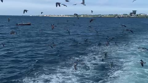 Seagull group dance on a boat in Jeju Island.