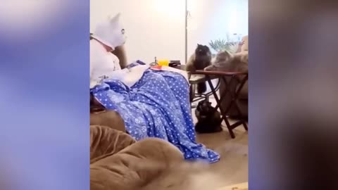 Stress reliever Funny cats & dogs😁😂