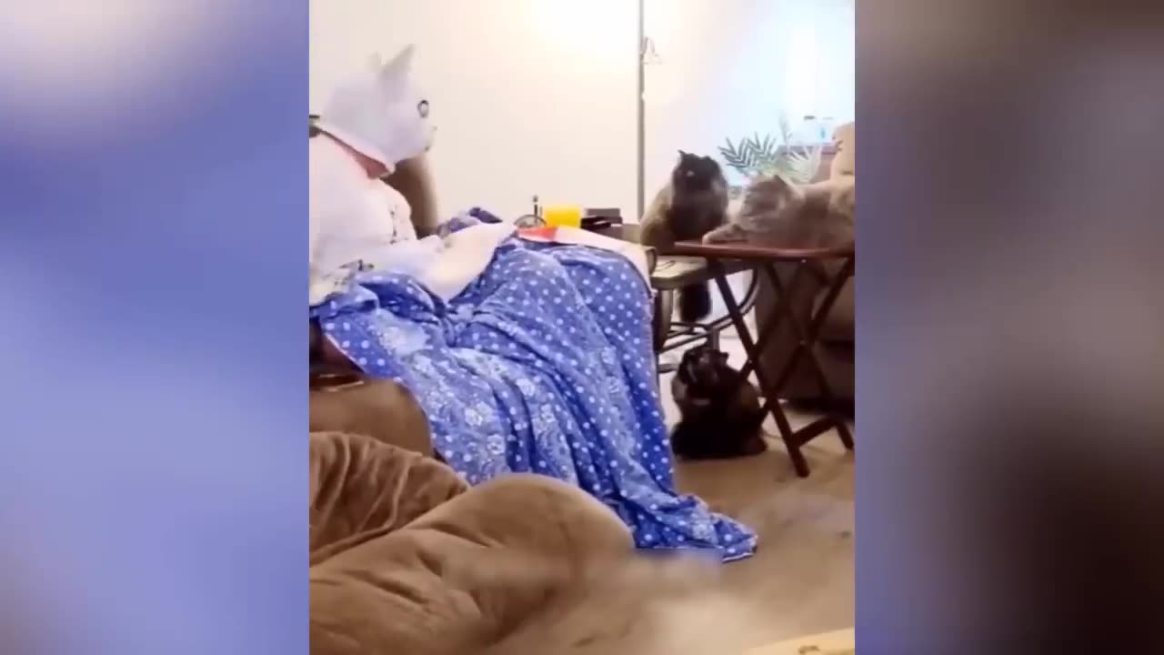 Stress reliever Funny cats & dogs😁😂