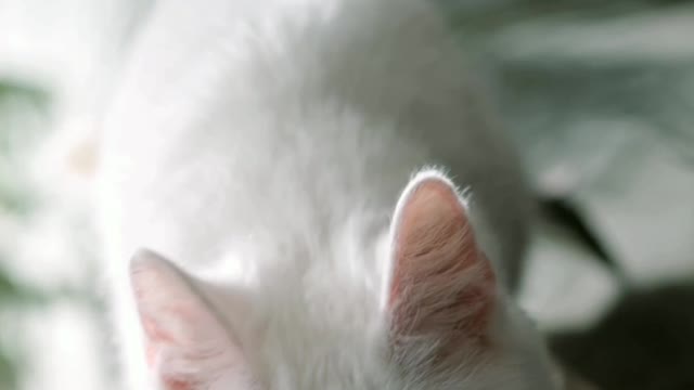 Funny animal video clips *hilarious*
