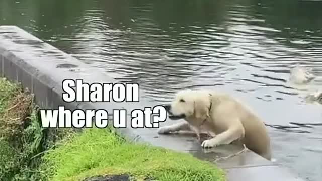 Dog & Sharon