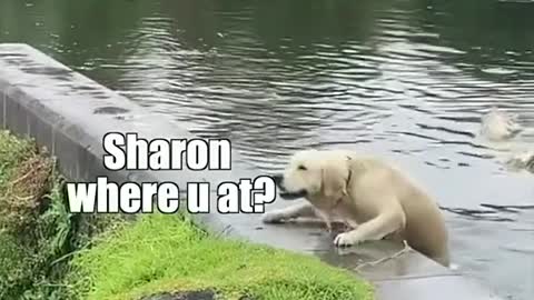 Dog & Sharon