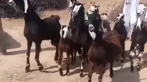 These are Nachi(dancing) goats from Pakistan and this is how they walk