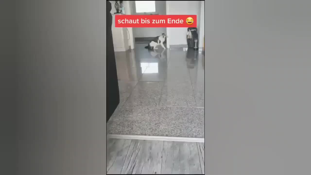 HOUR FUNNY CATS COMPILATION 2022😂_ Funny and Cute Cat Videos😸 ! - 146