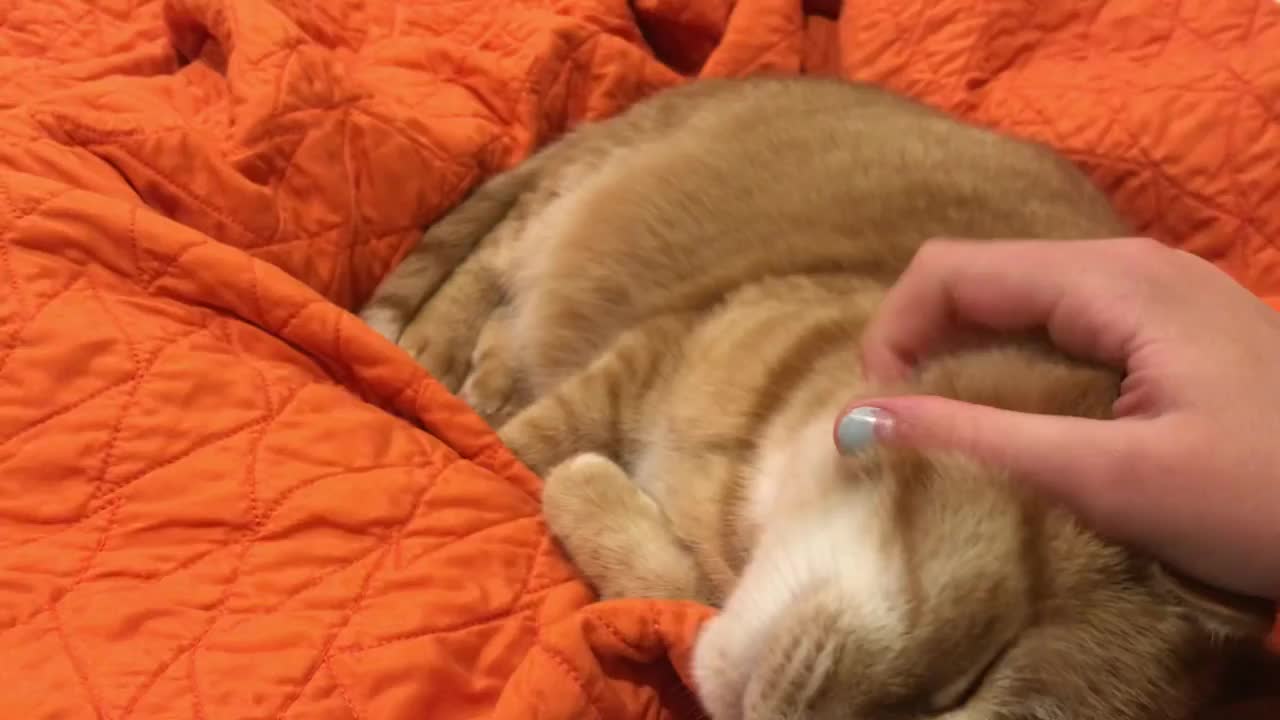 When yur cat realizes he’s on camera