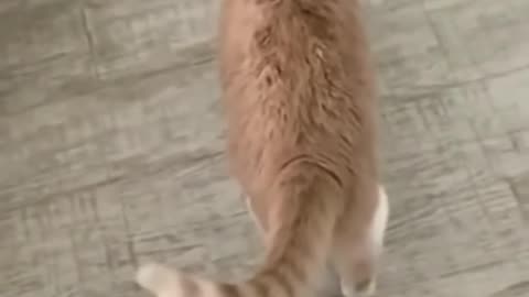 Funniest animal videos you ever you've ever seen!
