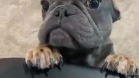 So funny and cute dog video #short #viral video #traning