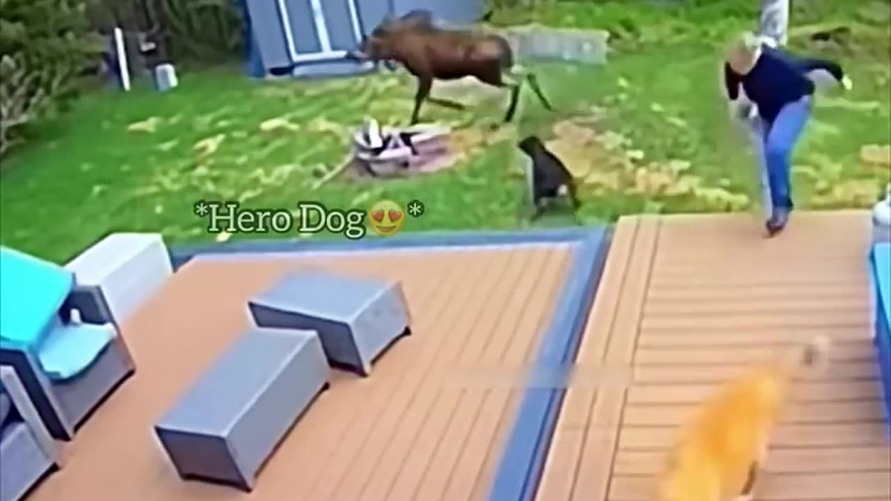 "Heroic Hound: A Dog's Incredible Rescue of a Young Girl"
