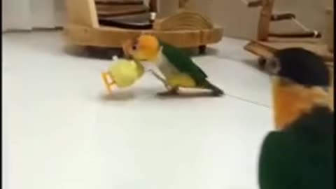 Funny Animal Videos that Make Me Burstnto Tears Laughing (CUTE) #shorts