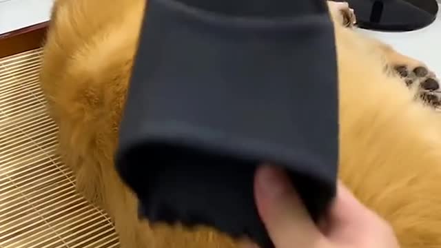 Dog steals eat dragon fruit