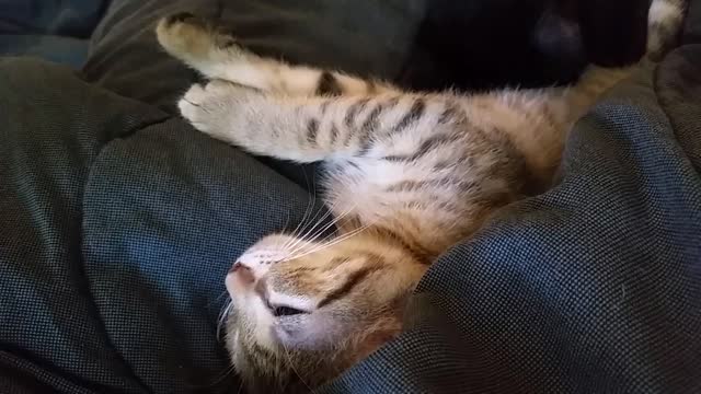 My Cat caught a bird... in his dreams