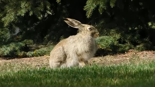 Funny animal videos###2022-5