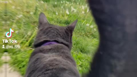 Party cat gets chunk