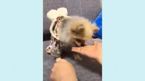 Funny and Cute Cat's Life Videos - Cats and Owners are the best friends