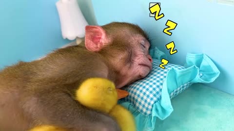 Monkey Baby Bon Bon oes to the toilet and plays with Ducklings in the swimming pool