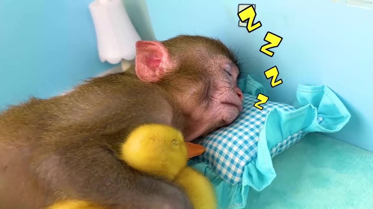 Monkey Baby Bon Bon oes to the toilet and plays with Ducklings in the swimming pool