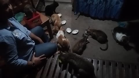 💥💯Feeding my cats💯💥