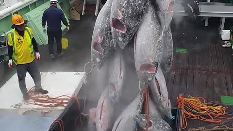 Kapal koriya fishing hack