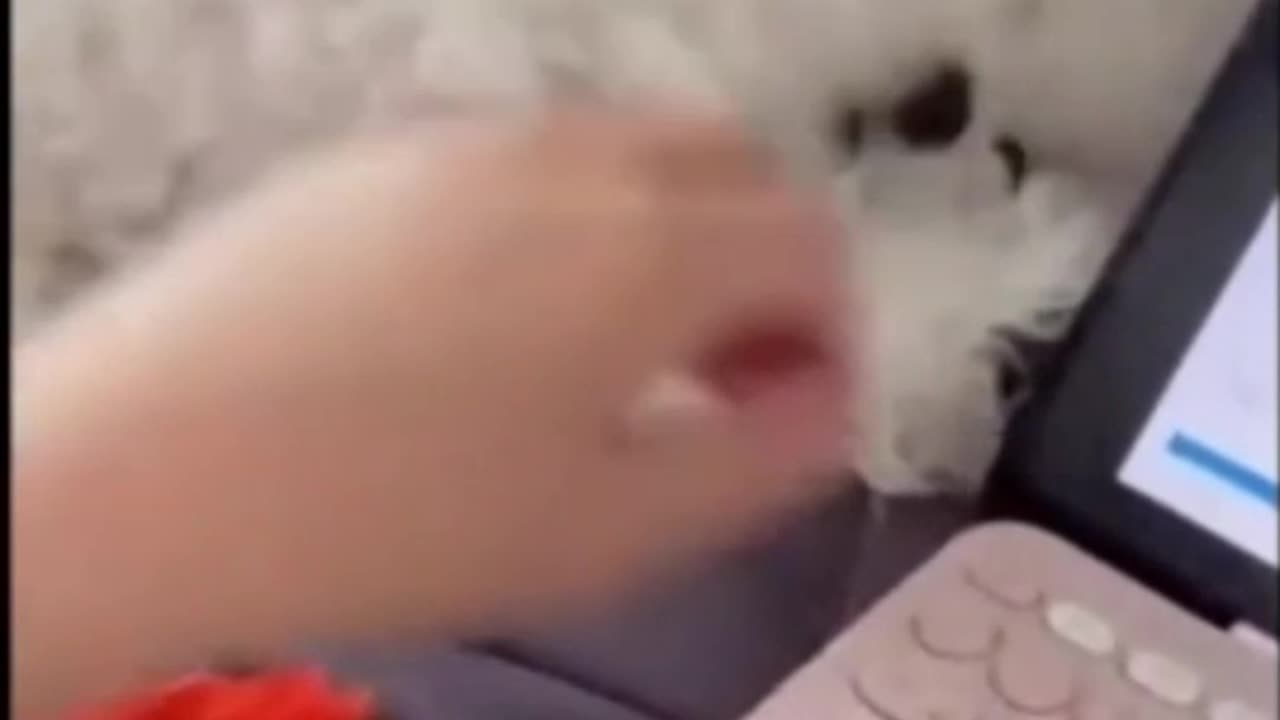 Funny cat video short #FunnyClips0408 #Funnyclips
