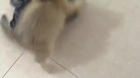 Funny cat videos || best cat videos meowing ❤️