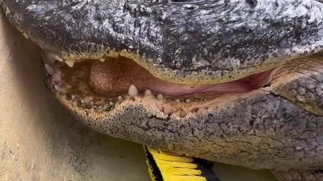 He’s helping me clean 🐊 🧹