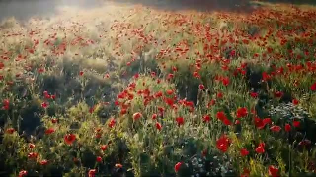 HD_flower_video_|_Amazing_nature_|_Free_HD_videos(360p)