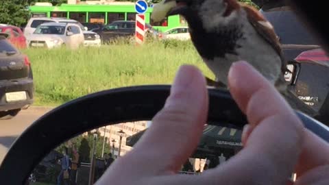 hungry and angry birds